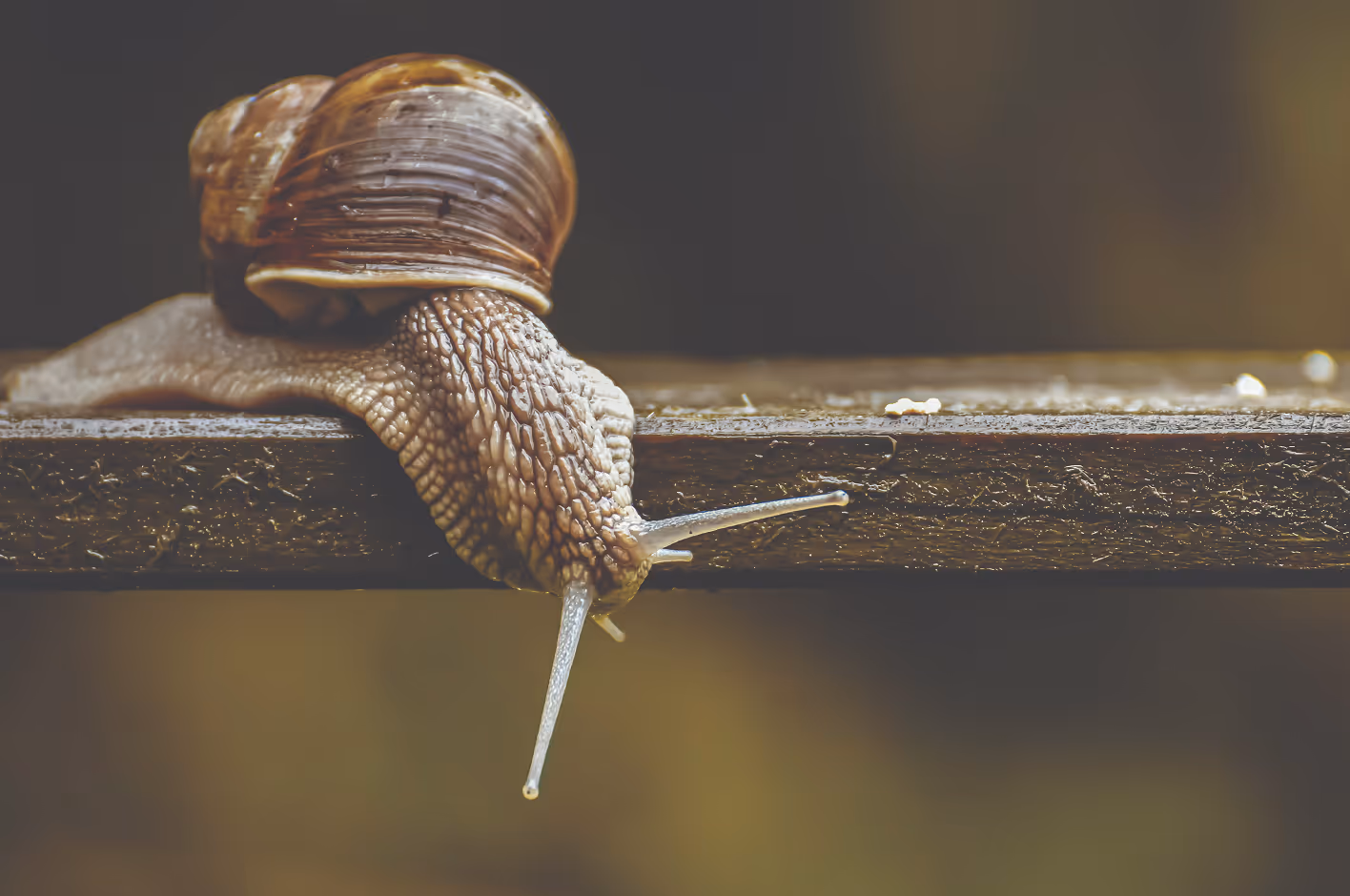 Close-up of a brown snail with a coiled shell moving over the edge of a textured surface. (Alexas Fotos, unsplash)