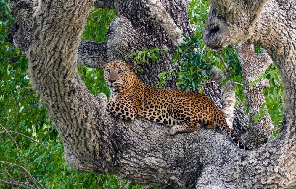 斯里蘭卡雅拉國家公園豹亞洲象Safari