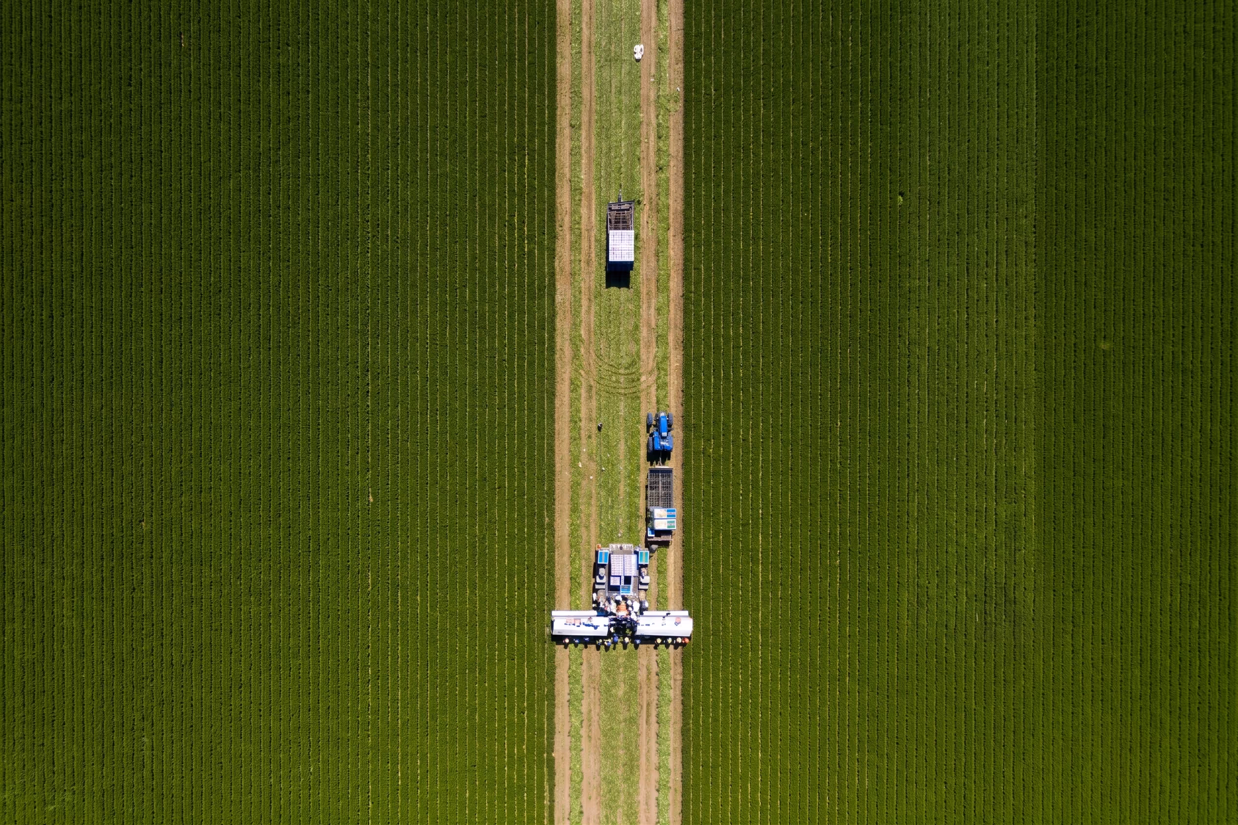 Aerial view of green crop fields with a blue tractor and workers on a dirt path between rows.