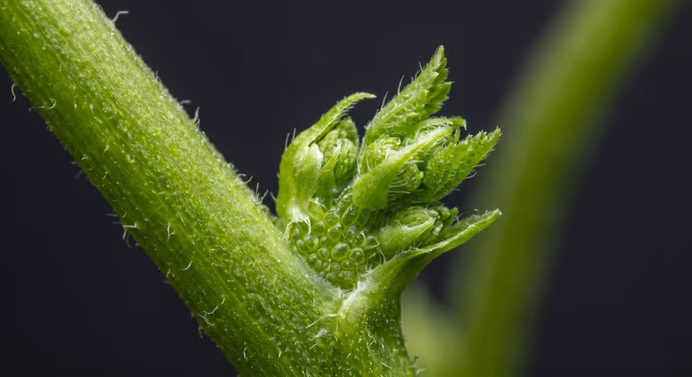 Close-up of a green plant stem with tiny leaf buds emerging on a dark background.