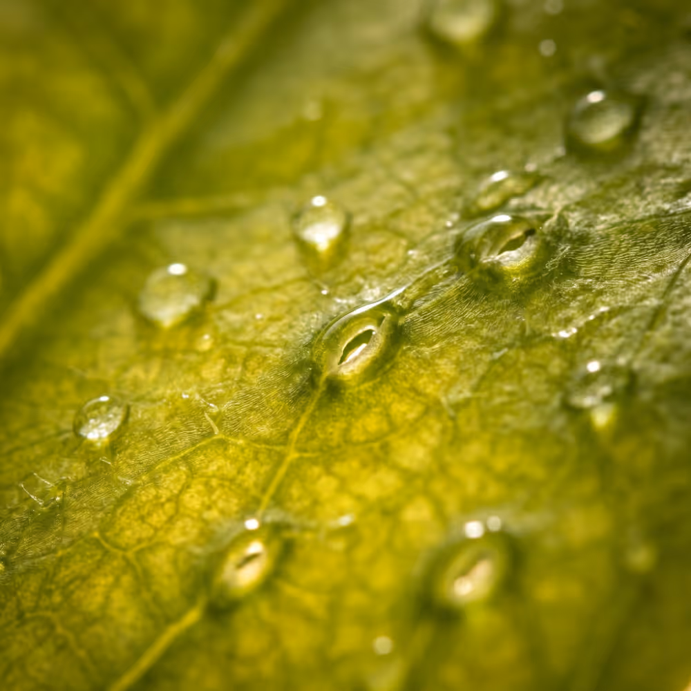 Close-up of green leaf surface with water droplets highlighting its veins and texture.