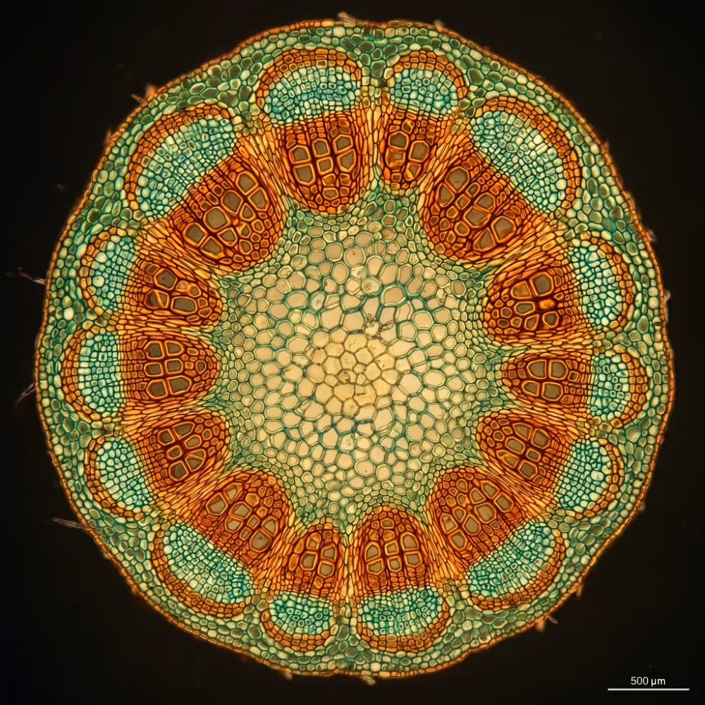 Microscopic cross-section of plant stem showing vascular bundles in green and orange cells.