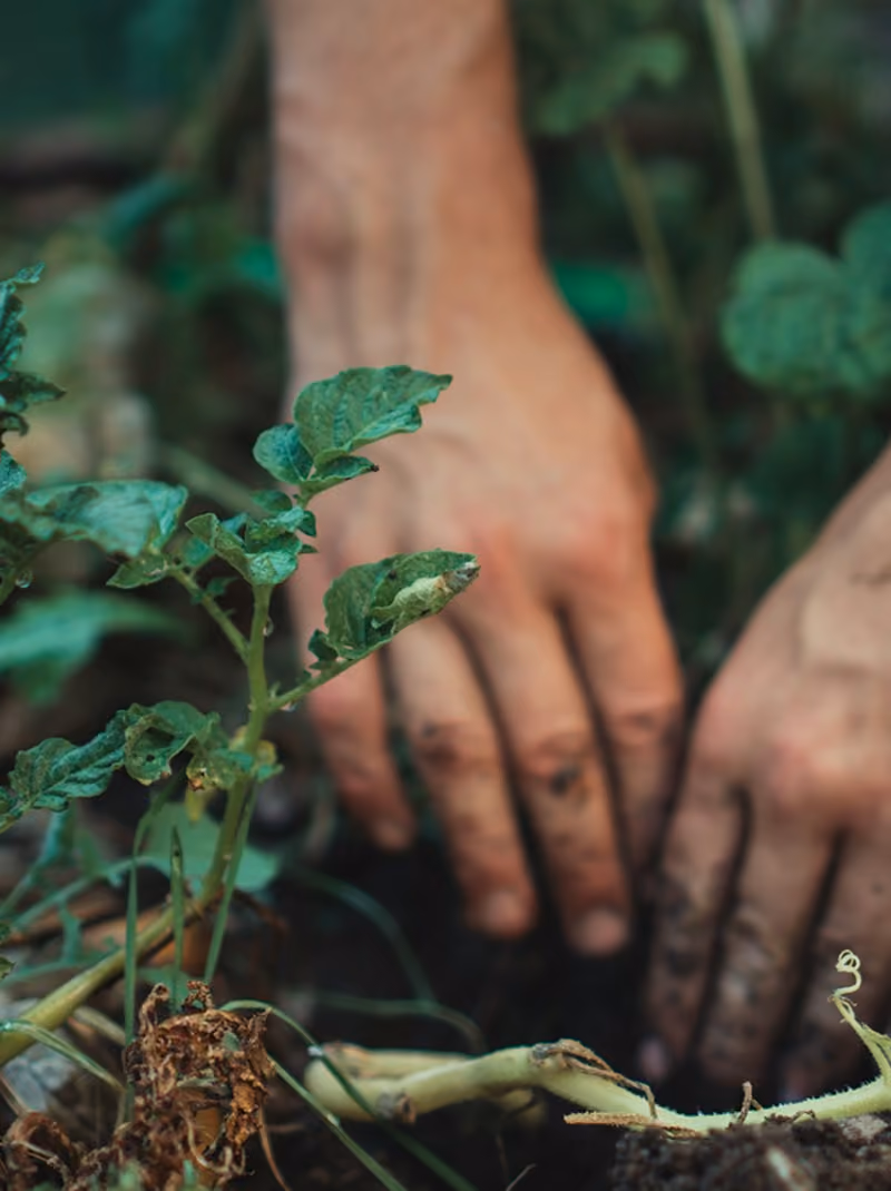 hands gardening