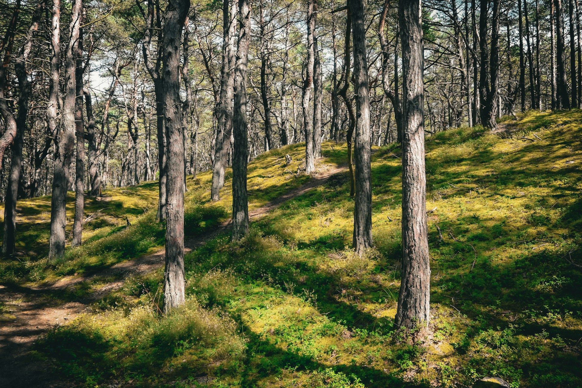 forrest in australia with greenery