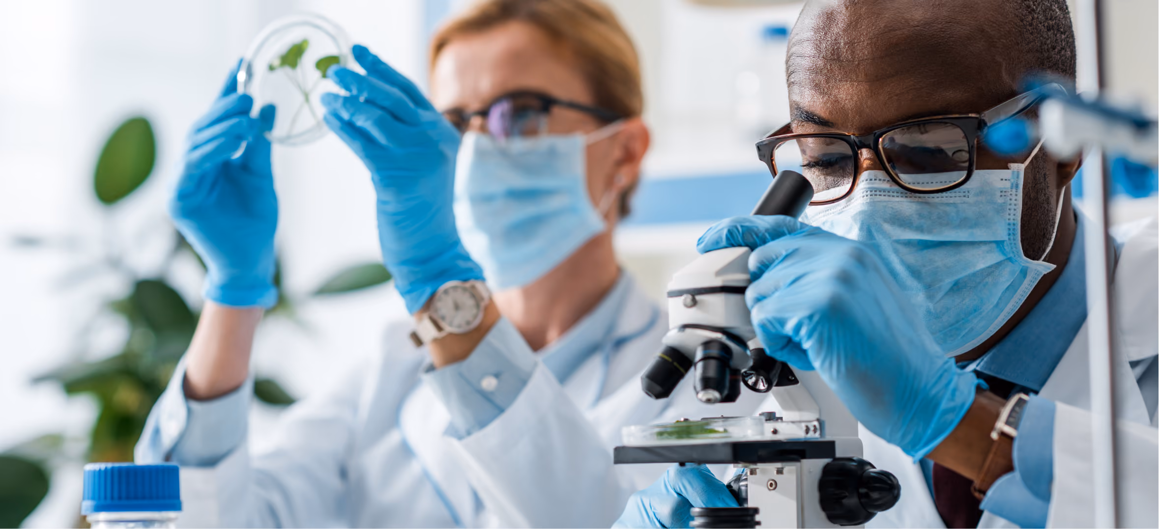 Scientists examine plant sample under microscope in biotechnology laboratory wearing protective gloves and mas