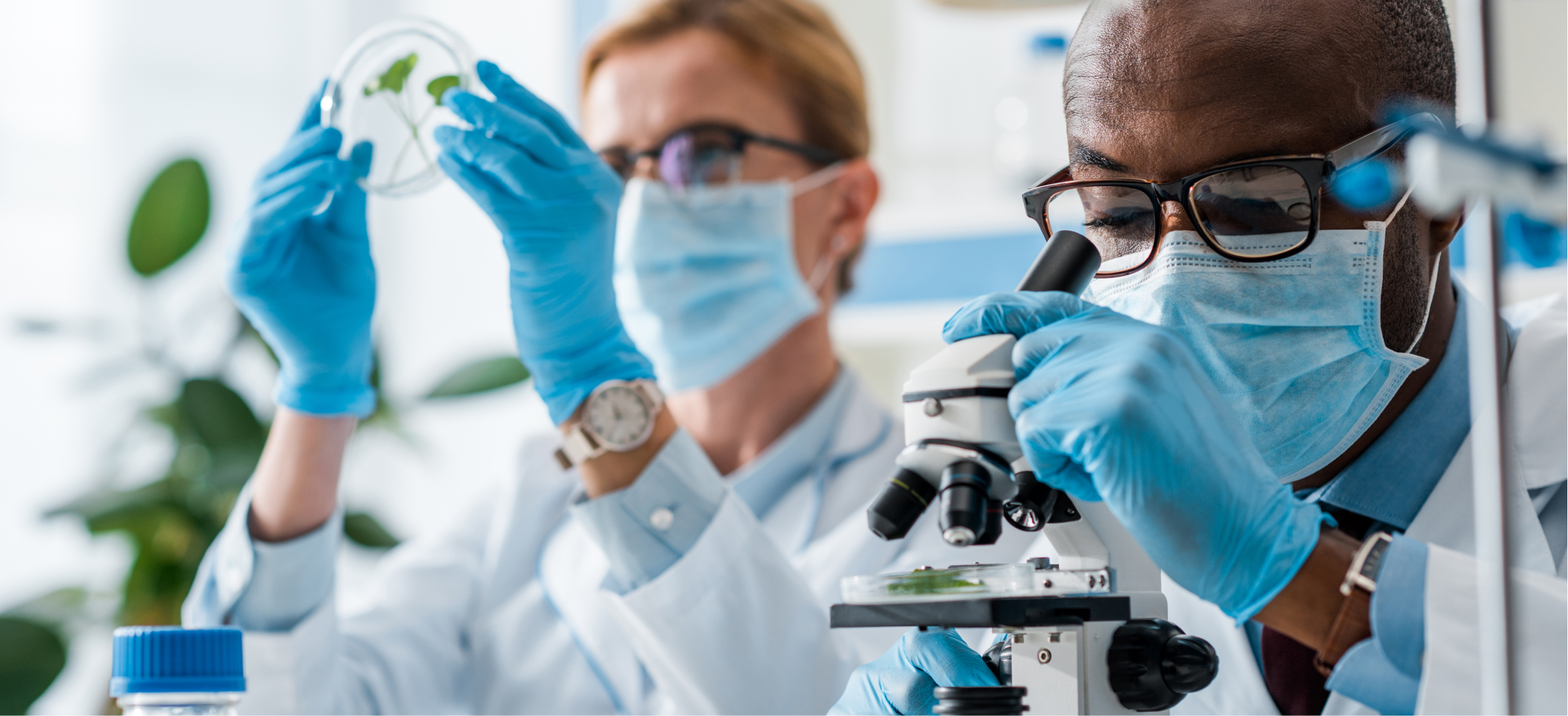 Scientists examine plant sample under microscope in biotechnology laboratory wearing protective gloves and mas