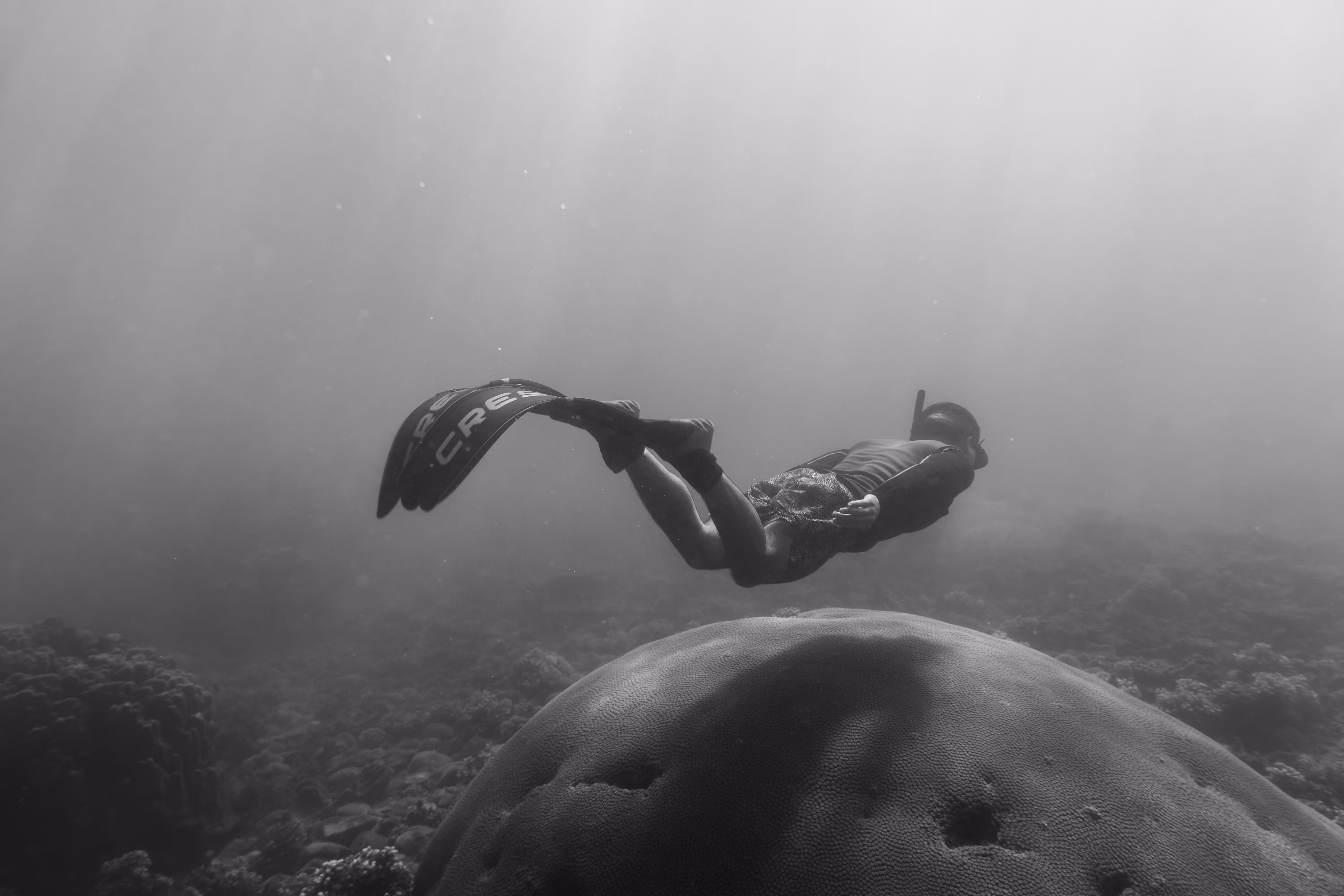 FREEDIVE WITHIN