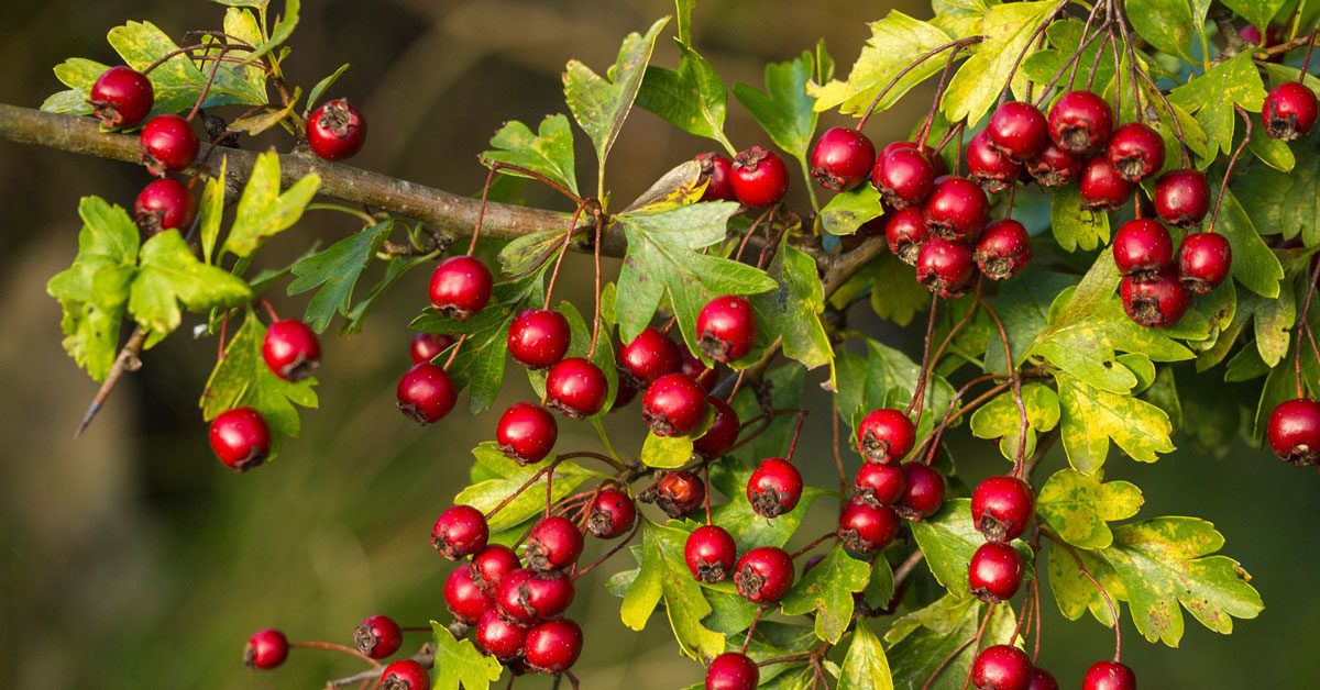 9 Impressive Health Benefits of Hawthorn Berry