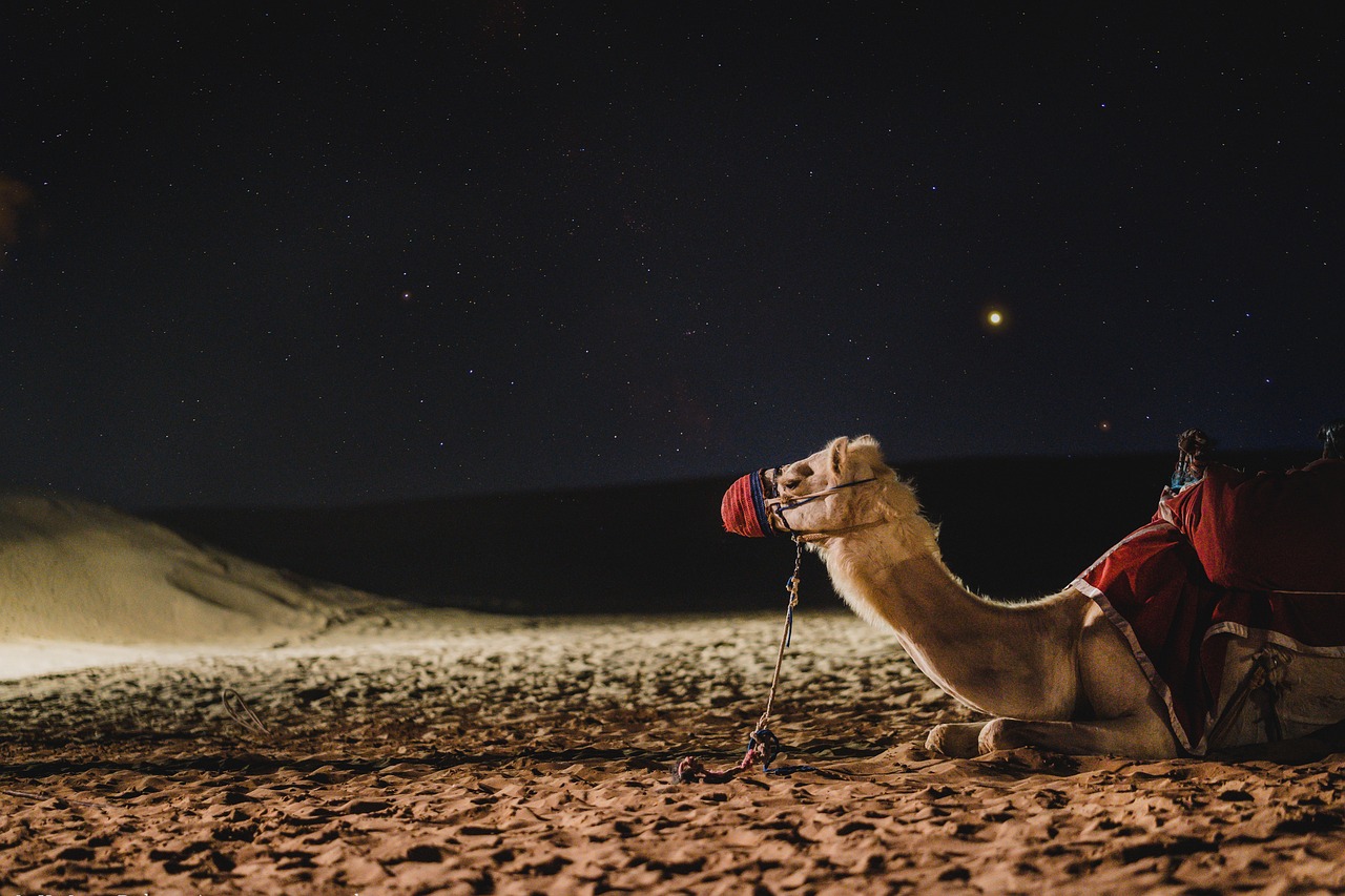 camel-g91bd9c5cd_1280