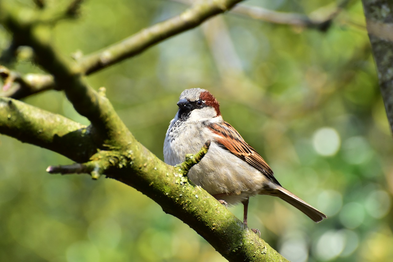 house-sparrow-1288641_1280-2