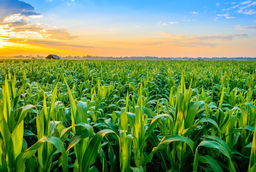 crops-growing-in-thailand