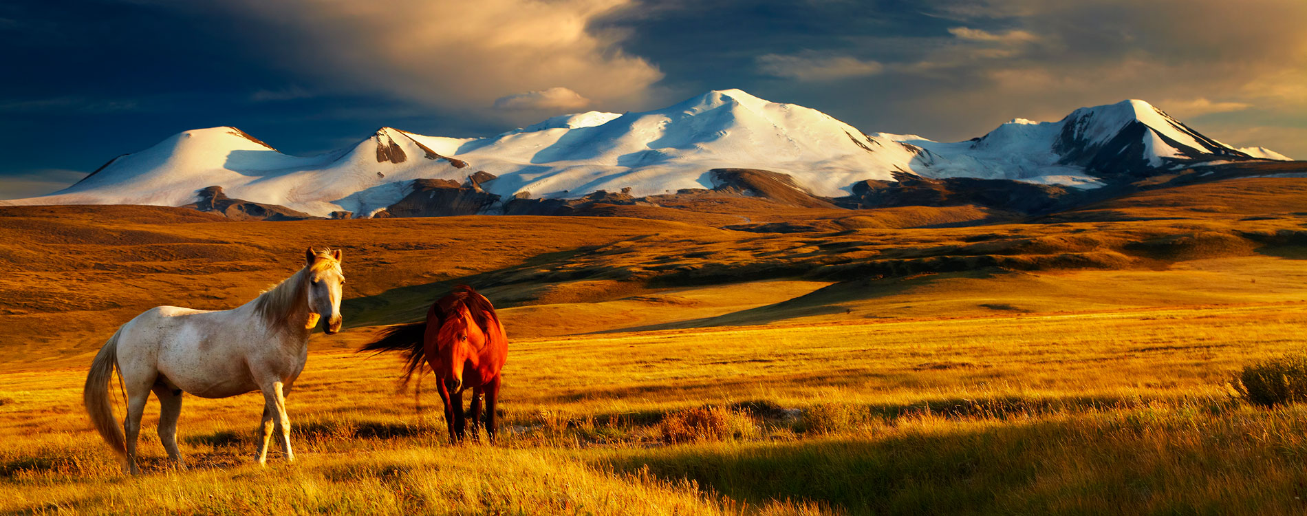 altai 5 bogd