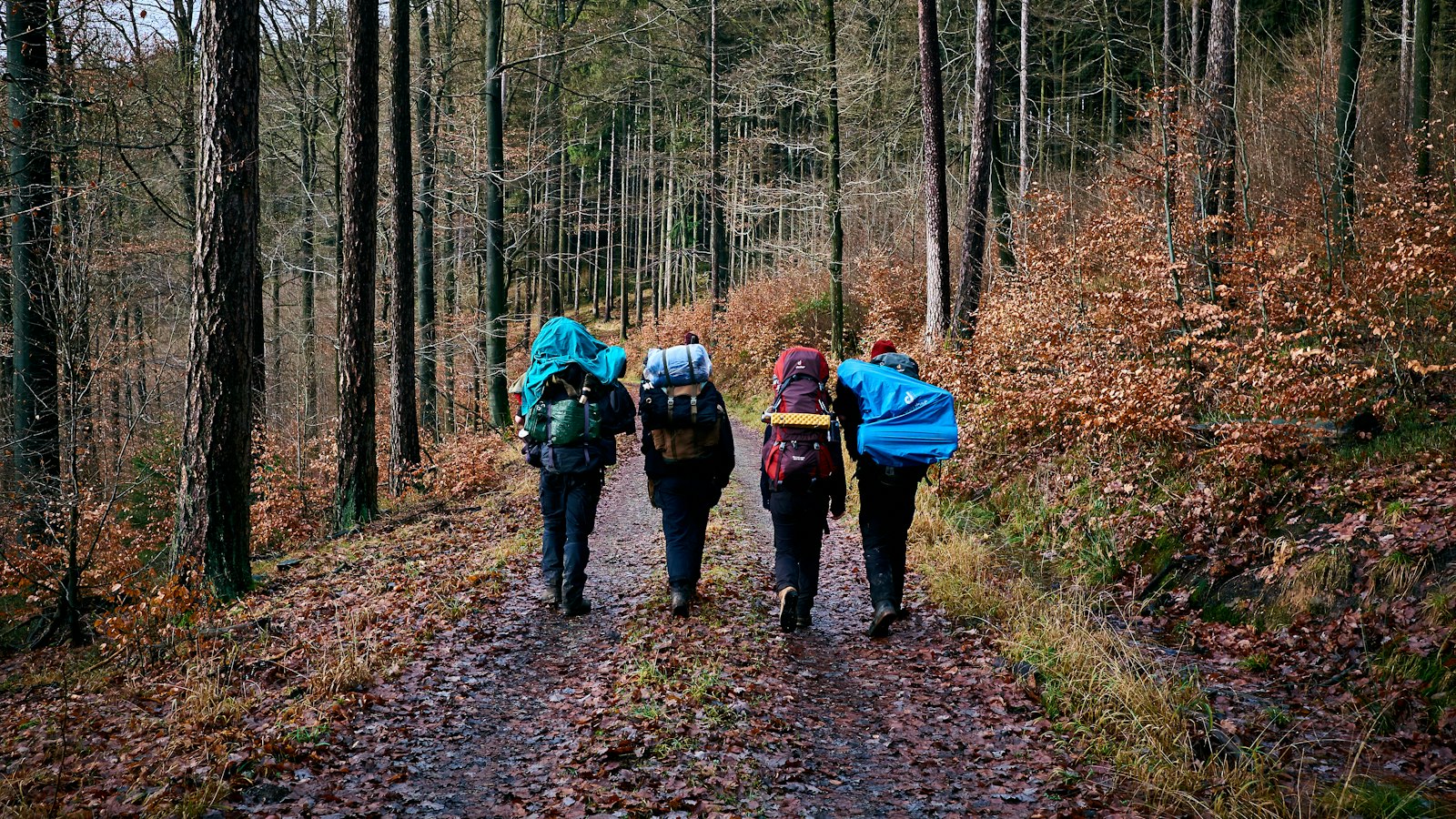 Groupe de 4 marcheurs vus de dos, sacs à dos, sur un chemin forestier : sorties et voyages scolaires en OGEC