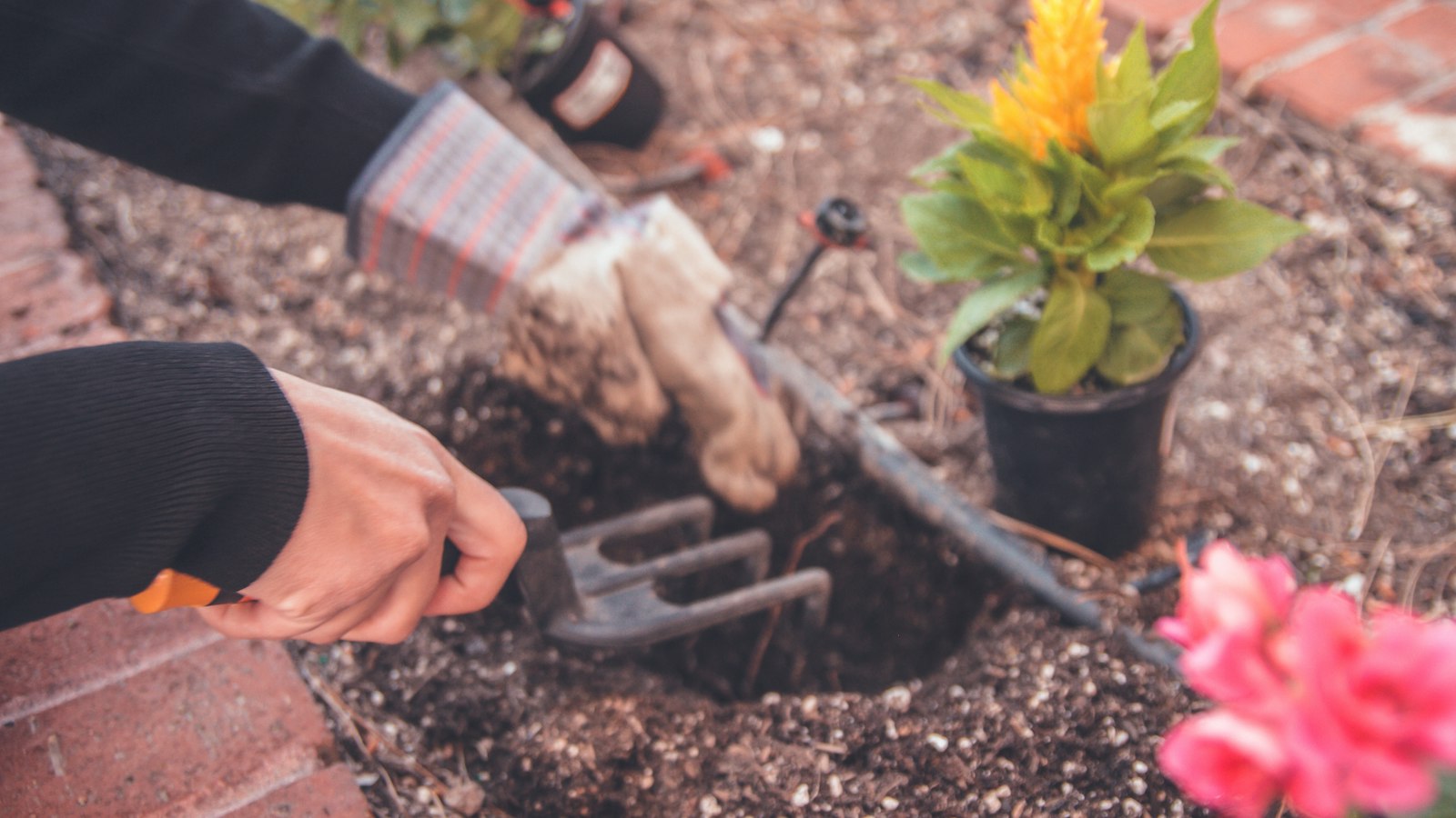 Mains plantant des fleurs au transplantoir dans un massif bordé de briques : bénévoles et parents d'élèves de l'OGEC