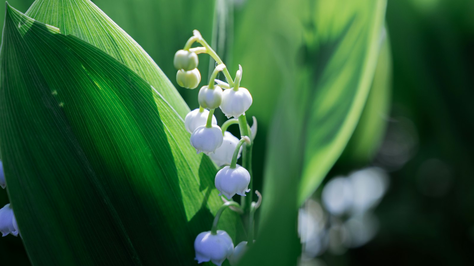 Brins de muguet en fleur : le 1er mai dans les hôtels, cafés, restaurants