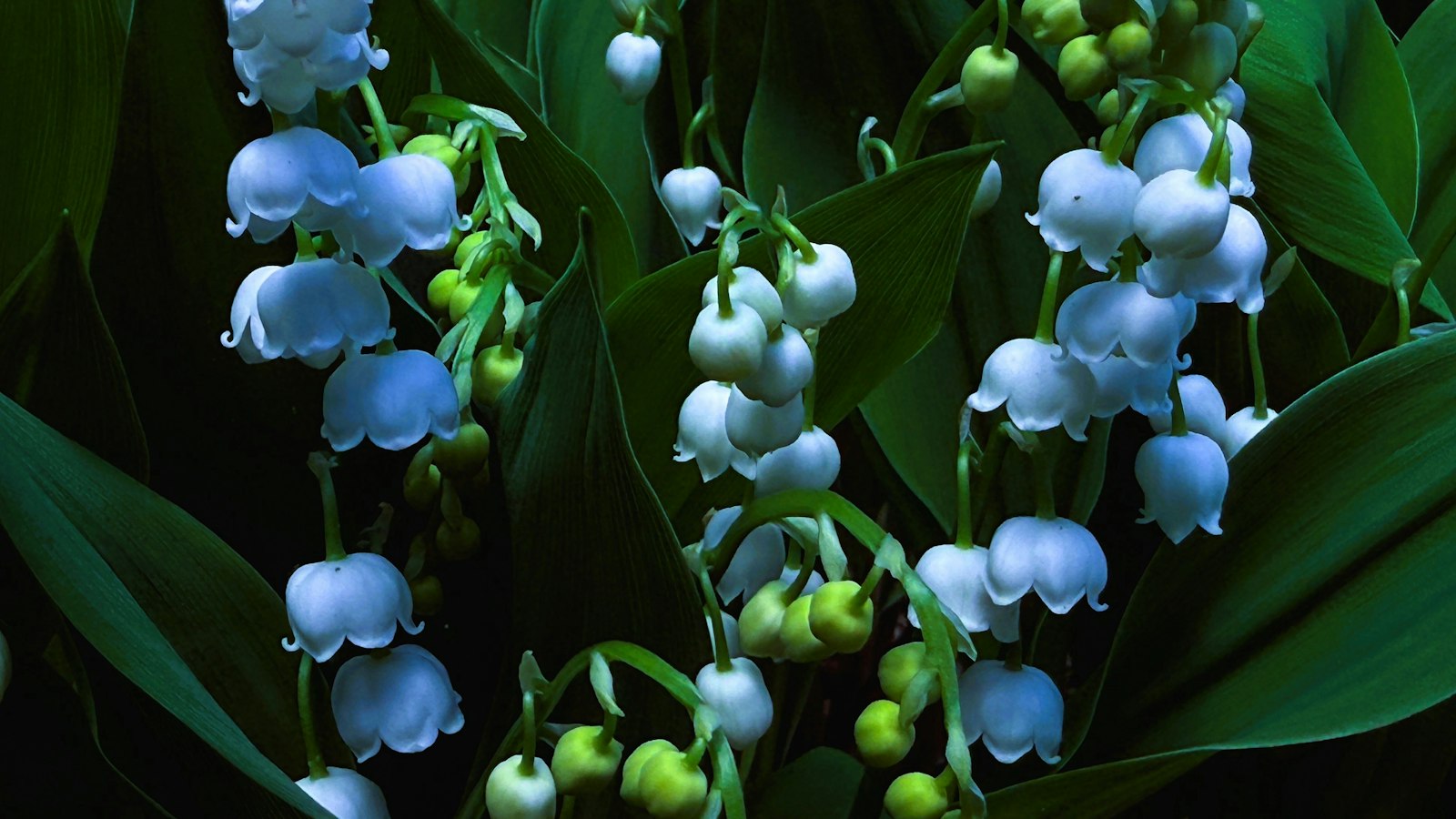 Brins de muguet en fleurs : jours fériés et 1er mai dans un cinéma