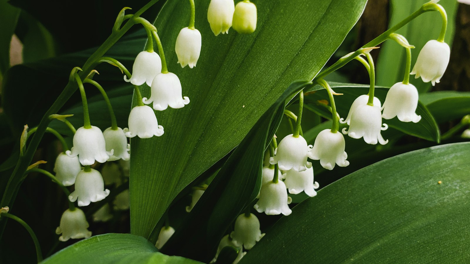 Brins de muguet en fleurs : les jours fériés et le 1er mai dans la propreté