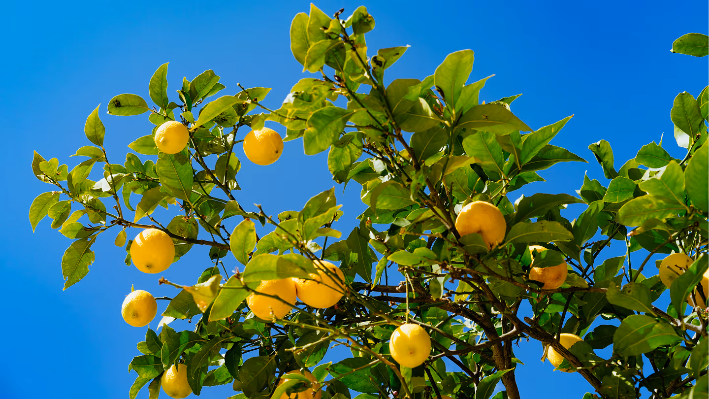 An image of a lemon tree and blue clear sky, from Dan Gold on Unsplash.