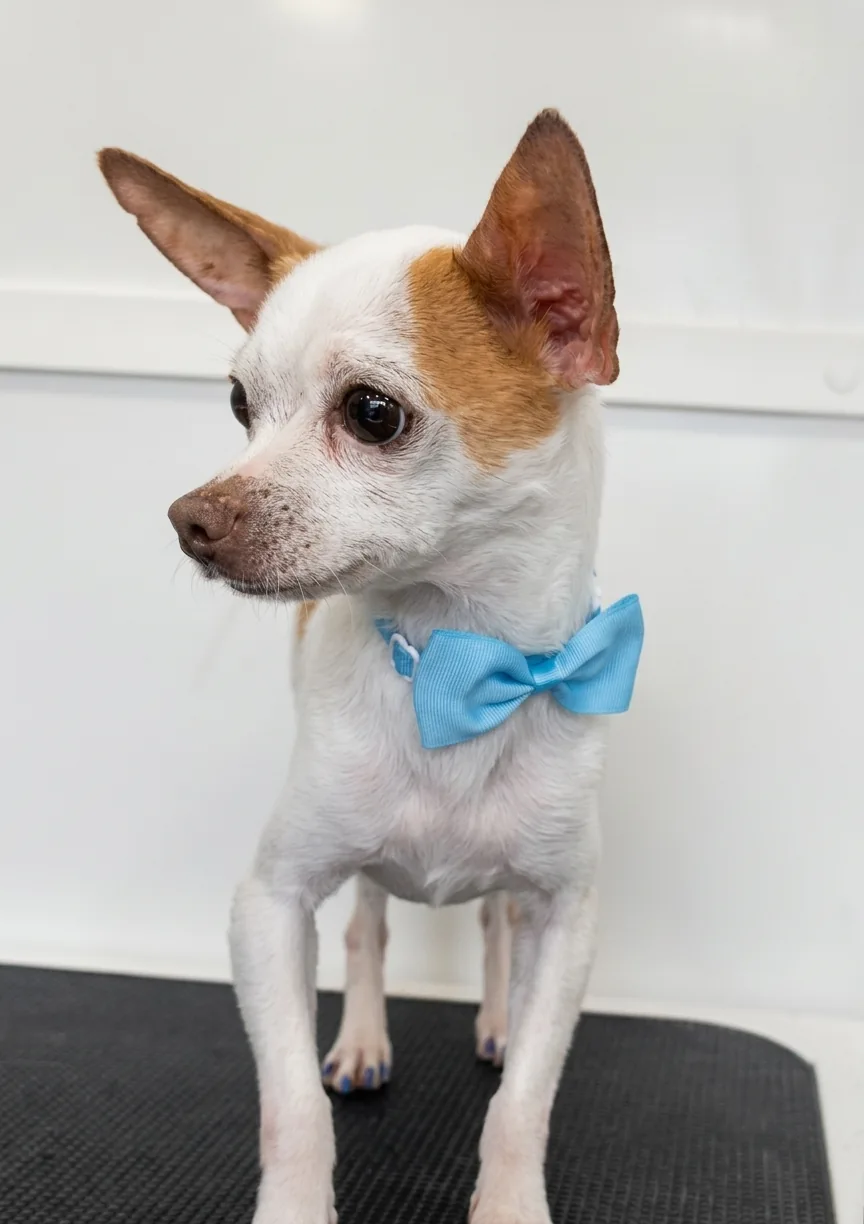 Small white and brown dog wearing a blue bow tie standing on a black mat looking to the side.