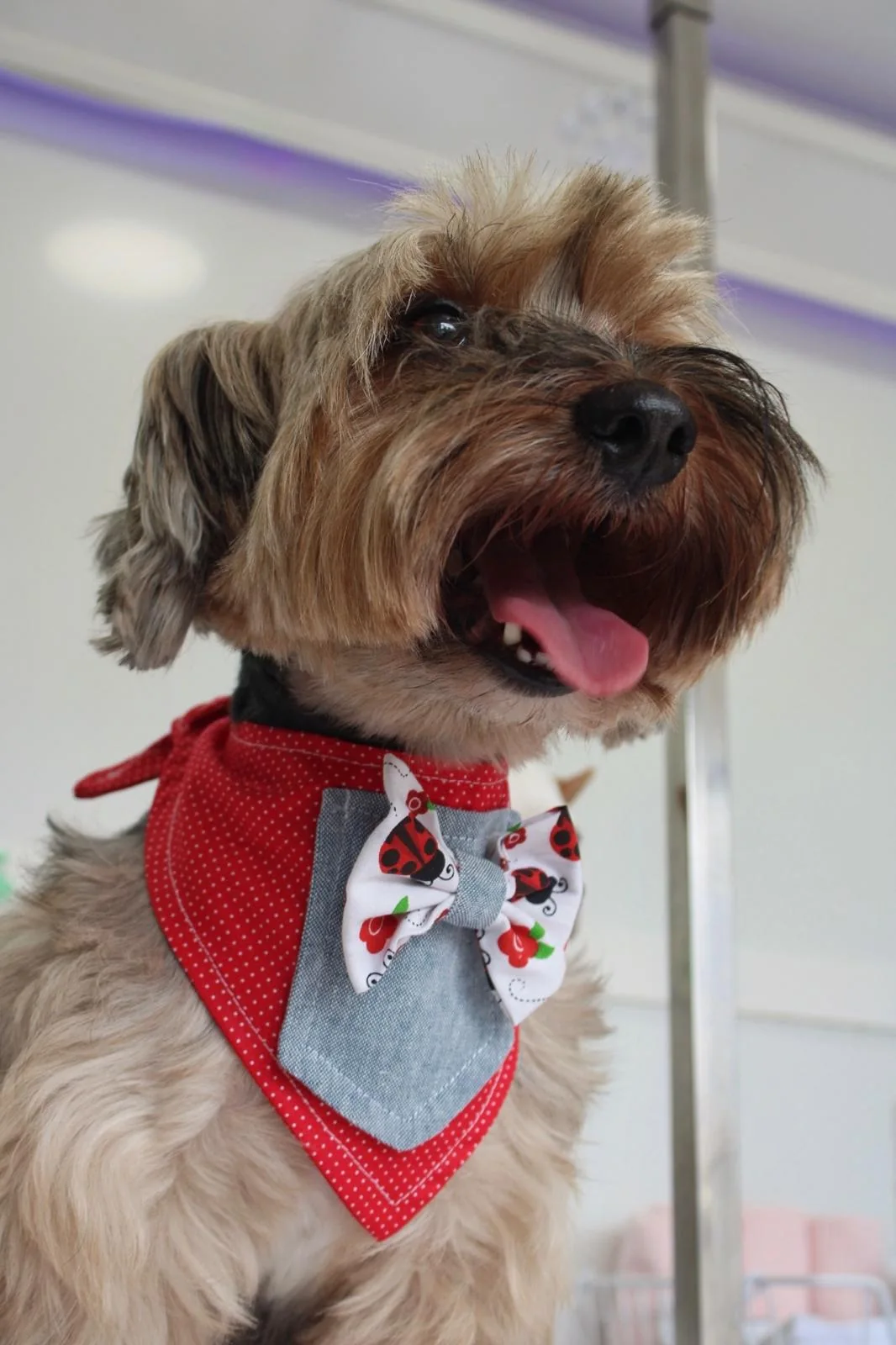 Small dog wearing a red bandana with a bow tie featuring ladybug and cherry patterns.