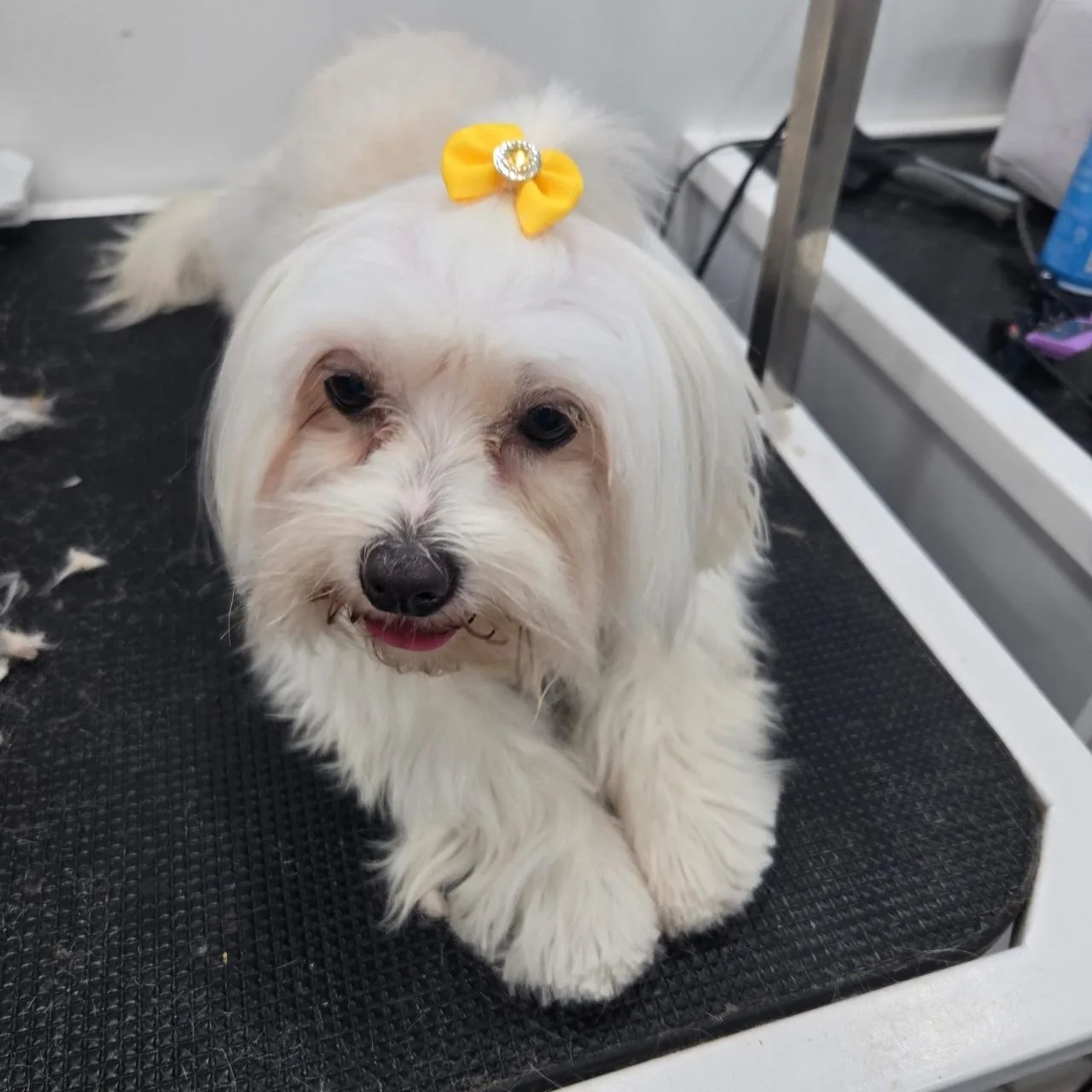Small white dog with fluffy fur and yellow bow on head lying on a black grooming table.