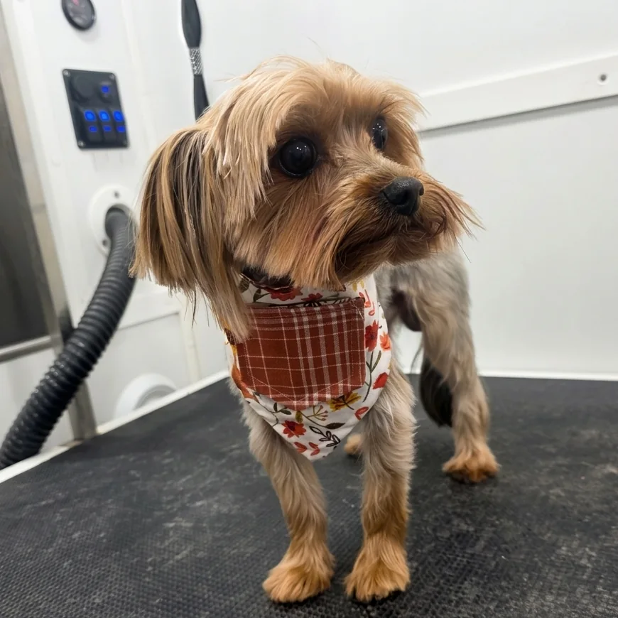 Small dog with brown fur wearing a floral and plaid bandana standing indoors on a black surface.