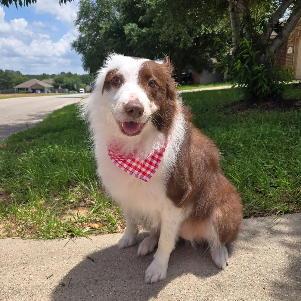 Brown and white dog wearing a red checkered bandana sitting on a sidewalk in a sunny neighborhood.