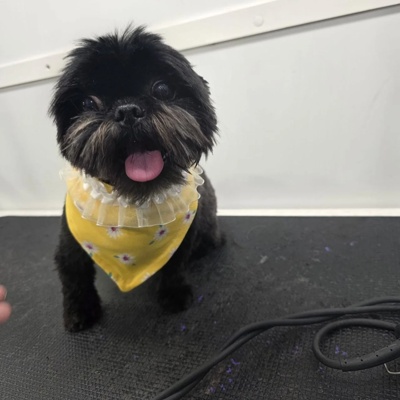 Small black dog with a yellow floral bandana and ruffled collar sitting on a black mat.