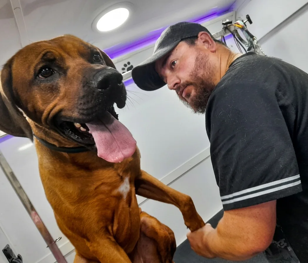 Man in a black cap grooming a large brown dog with its tongue out indoors.