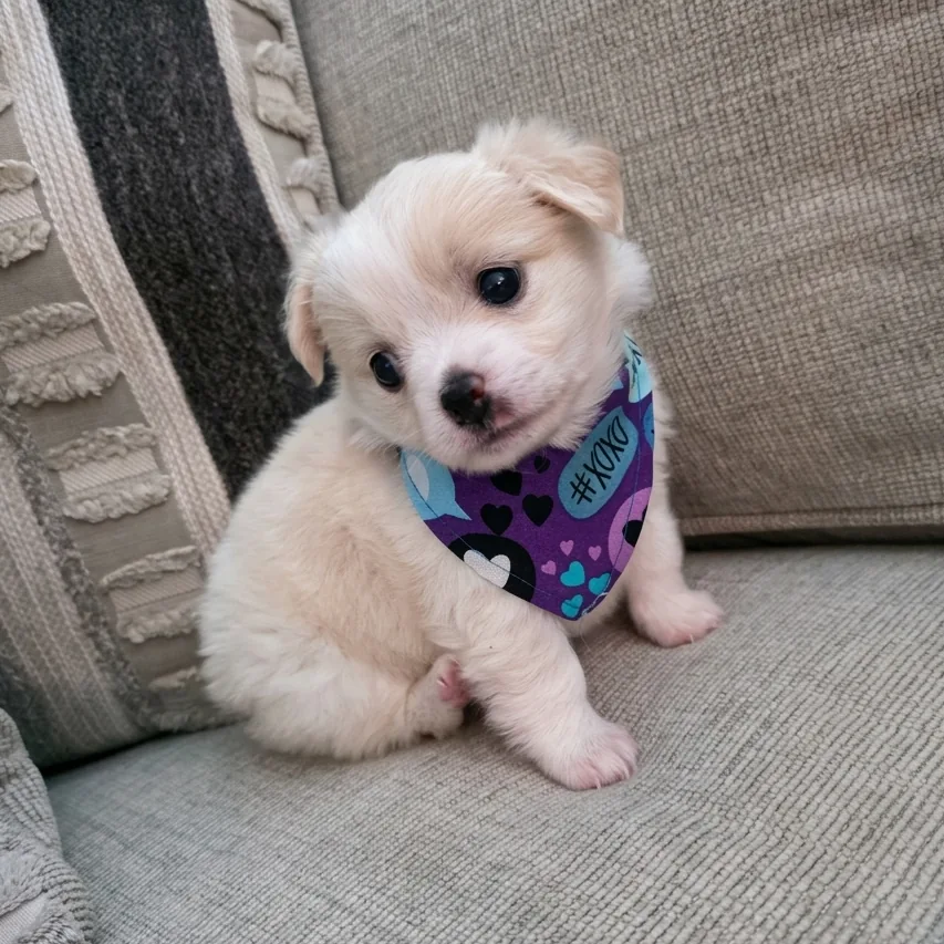 Fluffy cream puppy wearing a purple bandana with hearts sitting on a couch.
