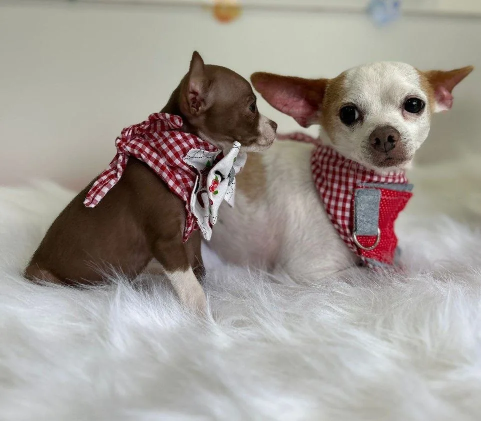 Two small dogs, one brown and one white with brown spots, wearing red checkered bandanas on a white furry surface.