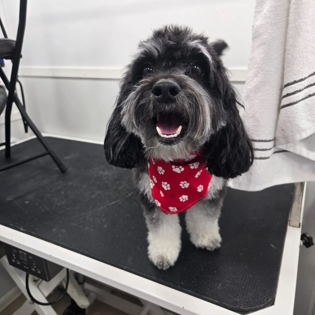 Small black and white dog with curly fur and a red paw-print bandana on a grooming table.
