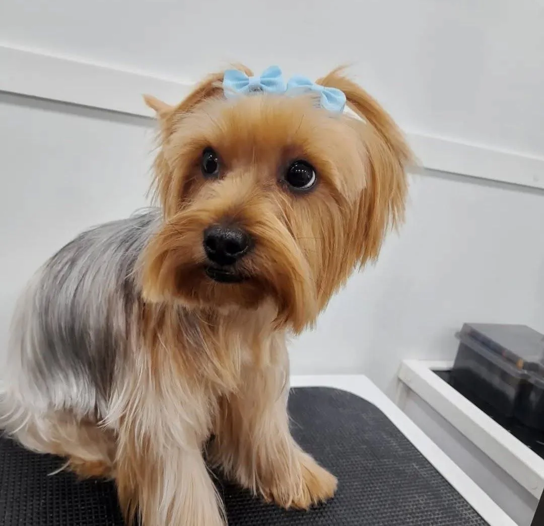 Small Yorkshire Terrier dog with a blue bow on its head sitting on a black surface indoors.