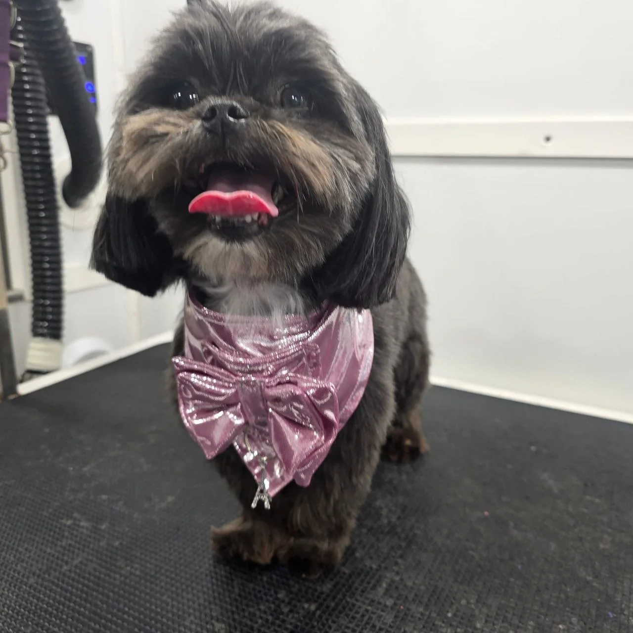 Small black dog with brown markings wearing shiny pink bow tie, standing on black surface indoors.