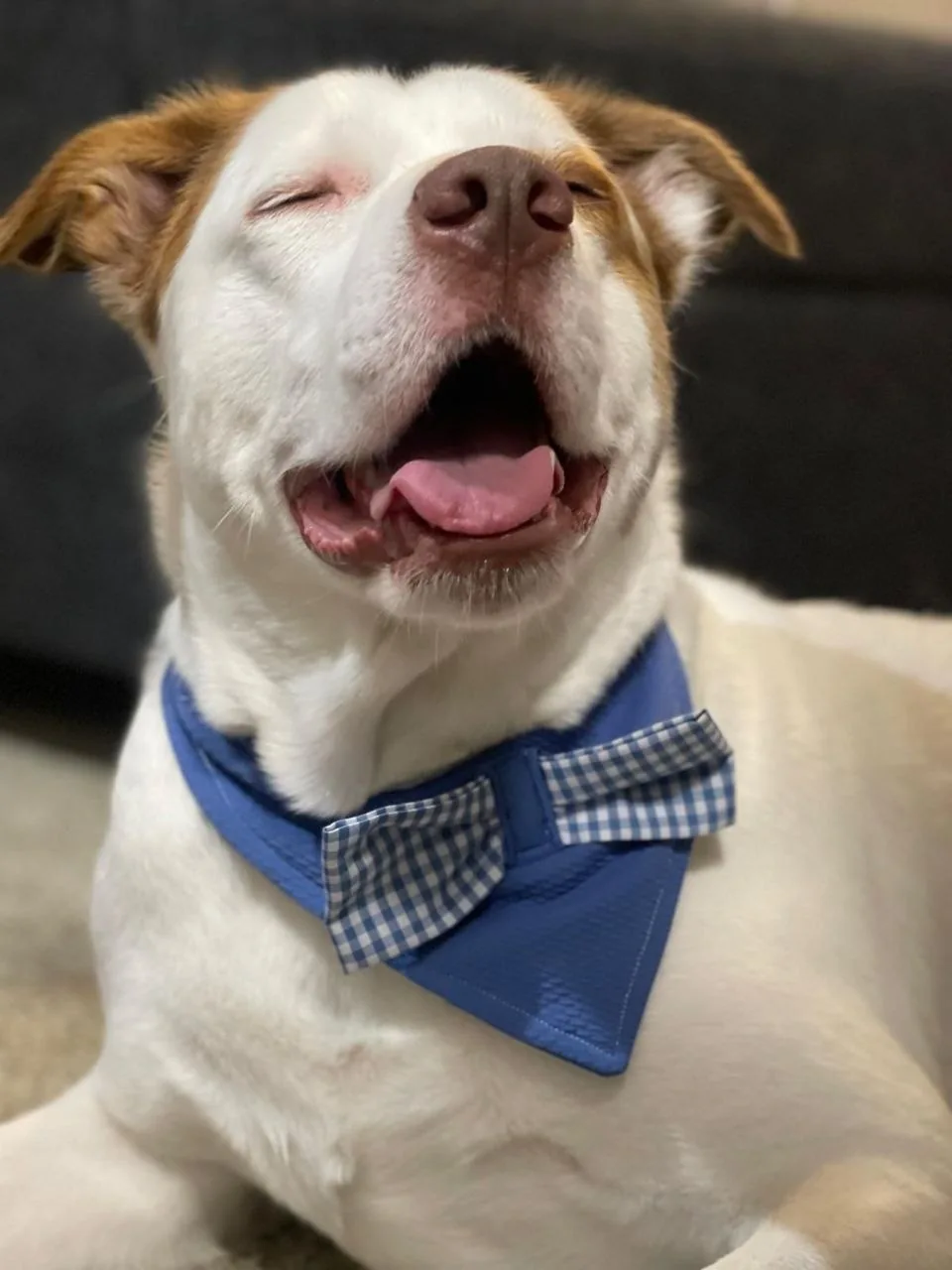 Happy white dog with brown ears wearing a blue checkered bow tie collar, eyes closed and tongue out.