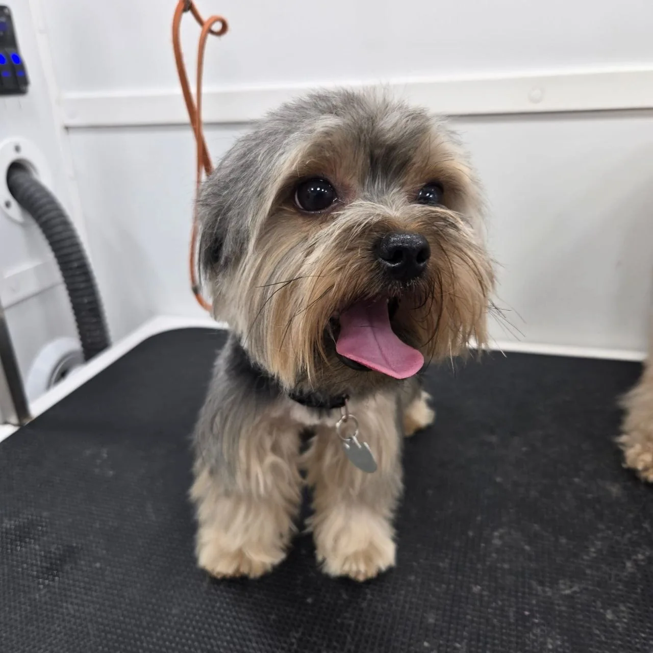 Small fluffy dog with gray and tan fur and tongue out sitting on a grooming table.