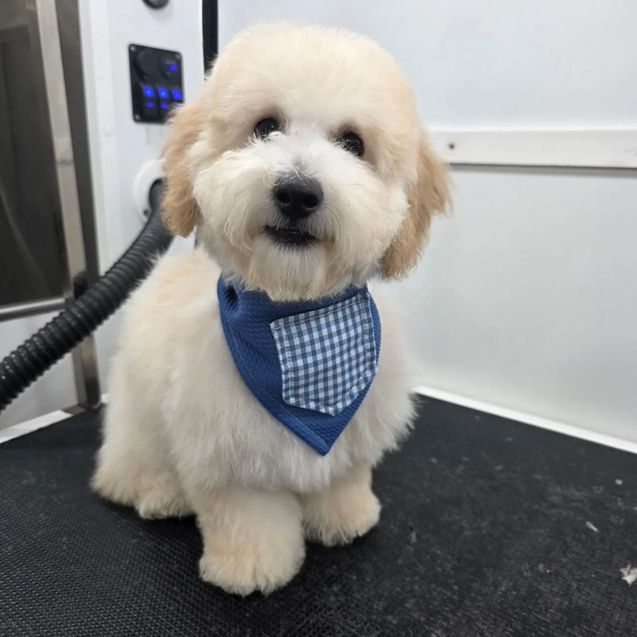 Small fluffy light cream dog wearing a blue bandana with checkered pocket sitting on black mat.