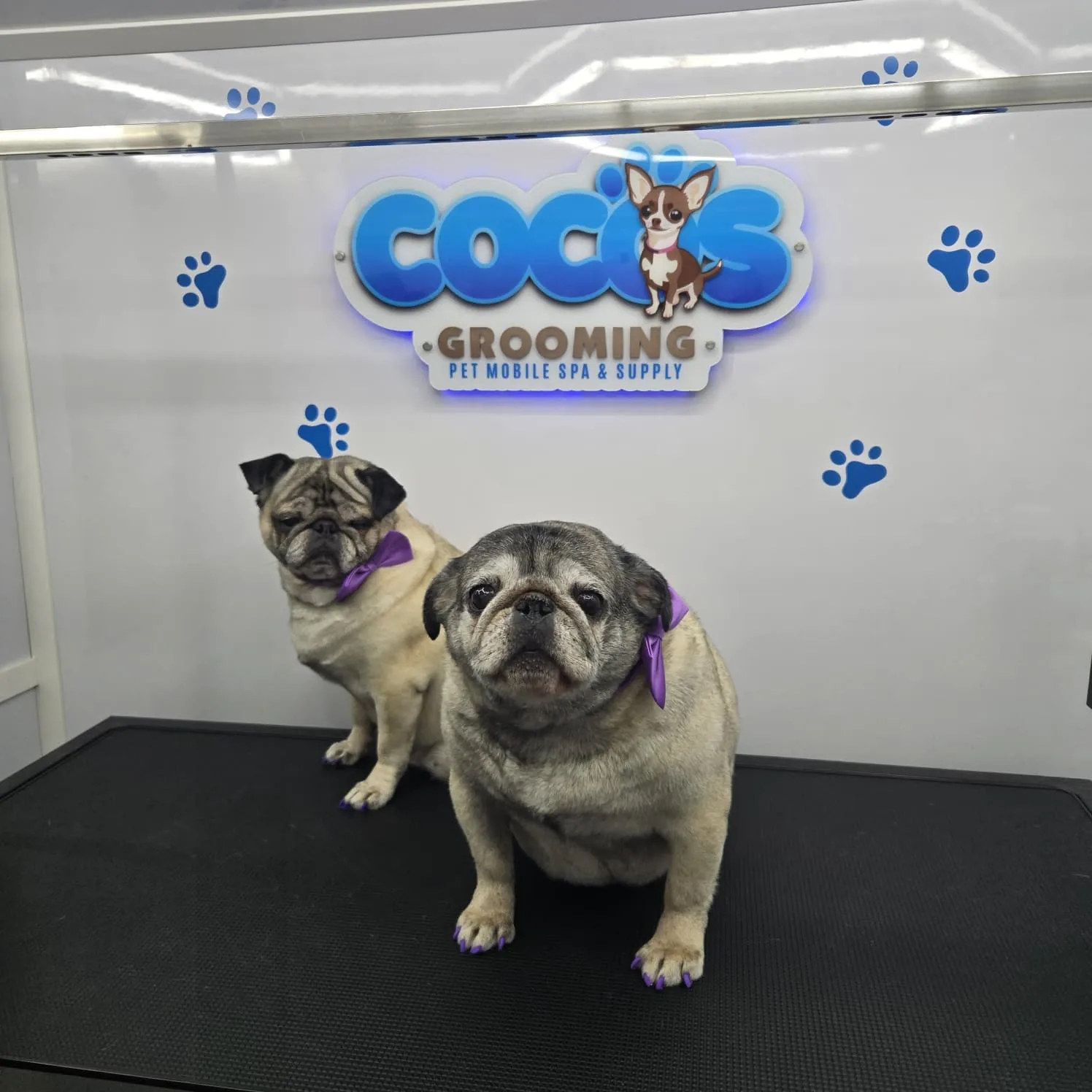Two pugs with purple bows and painted nails sitting on grooming table under a pet grooming sign.