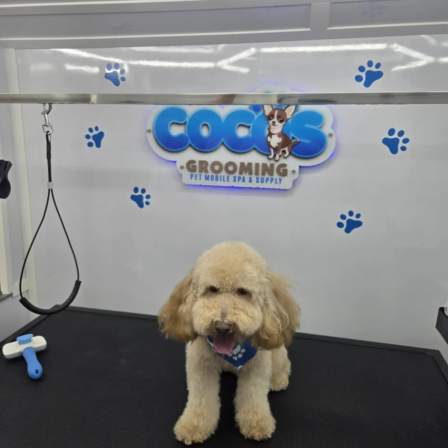 Light brown fluffy dog with blue bandana sitting on a grooming table in a pet spa.