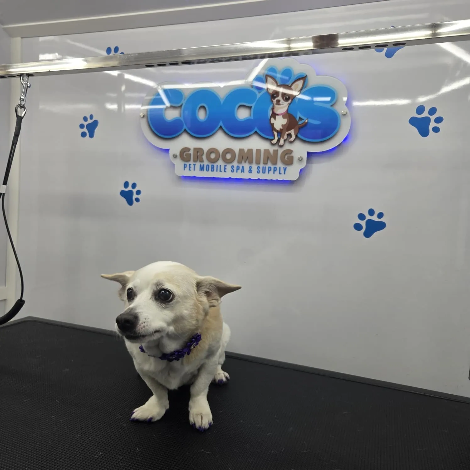 Small white dog with beige ears and purple collar stands on grooming table under Coco's Grooming sign.
