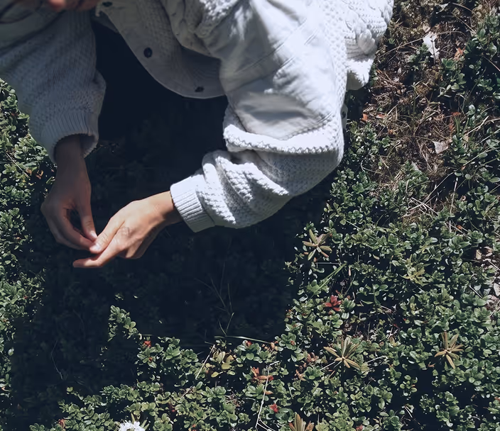 A woman picking labrador tea leaves.