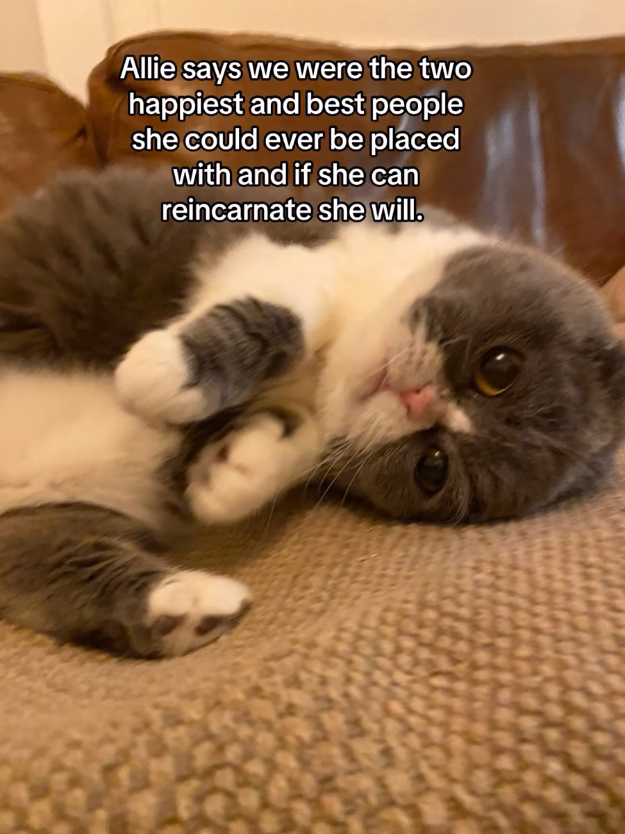 Gray and white cat lying on a brown textured surface with a quote about happiness and reincarnation.
