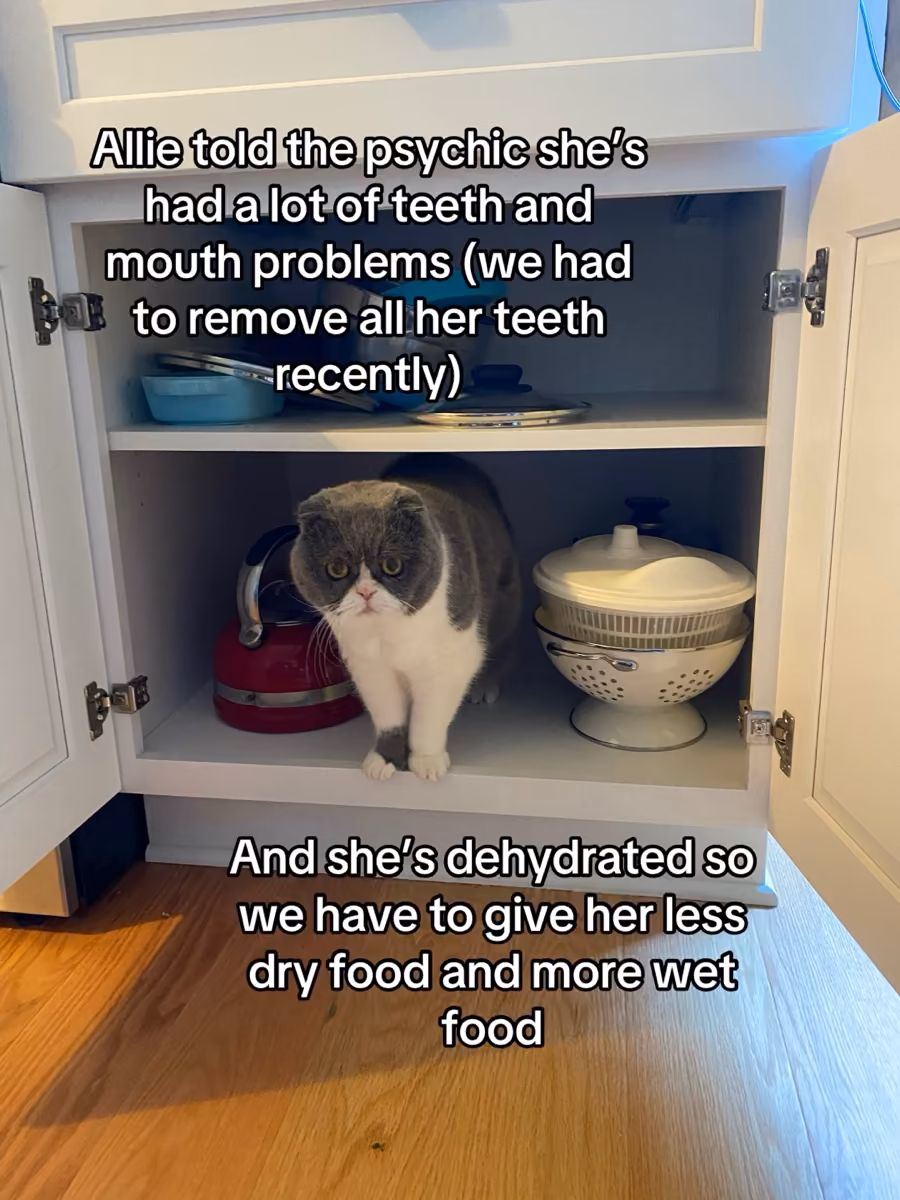 Gray and white cat sitting inside a kitchen cabinet among dishes and a red kettle.