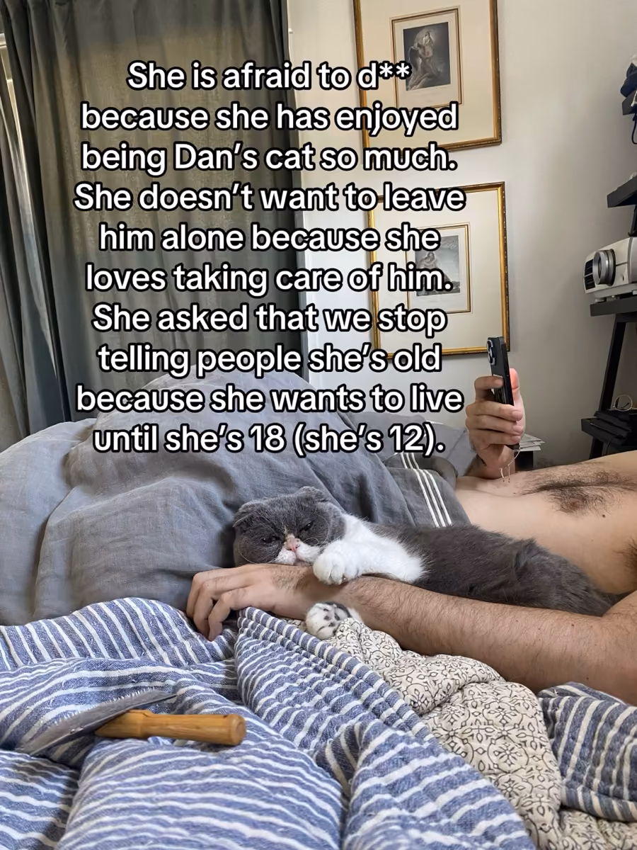 Gray and white cat hugging a person's arm lying in bed with striped blue and white bedding.