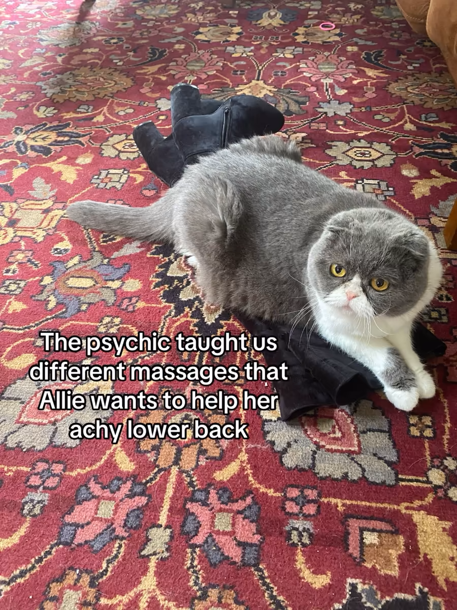 Gray and white cat with folded ears lying on black boots on a red patterned carpet.