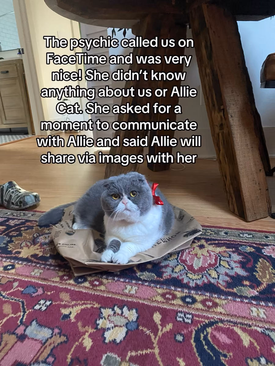 Gray and white cat with a red bow sitting on a paper bag on a patterned rug under a wooden table.