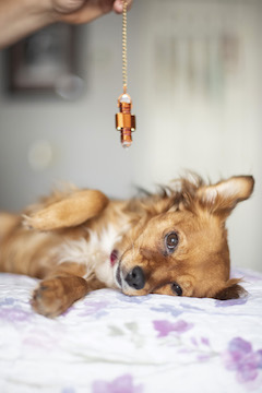 red dog has a pendulum over its body as a pet psychic works on her
