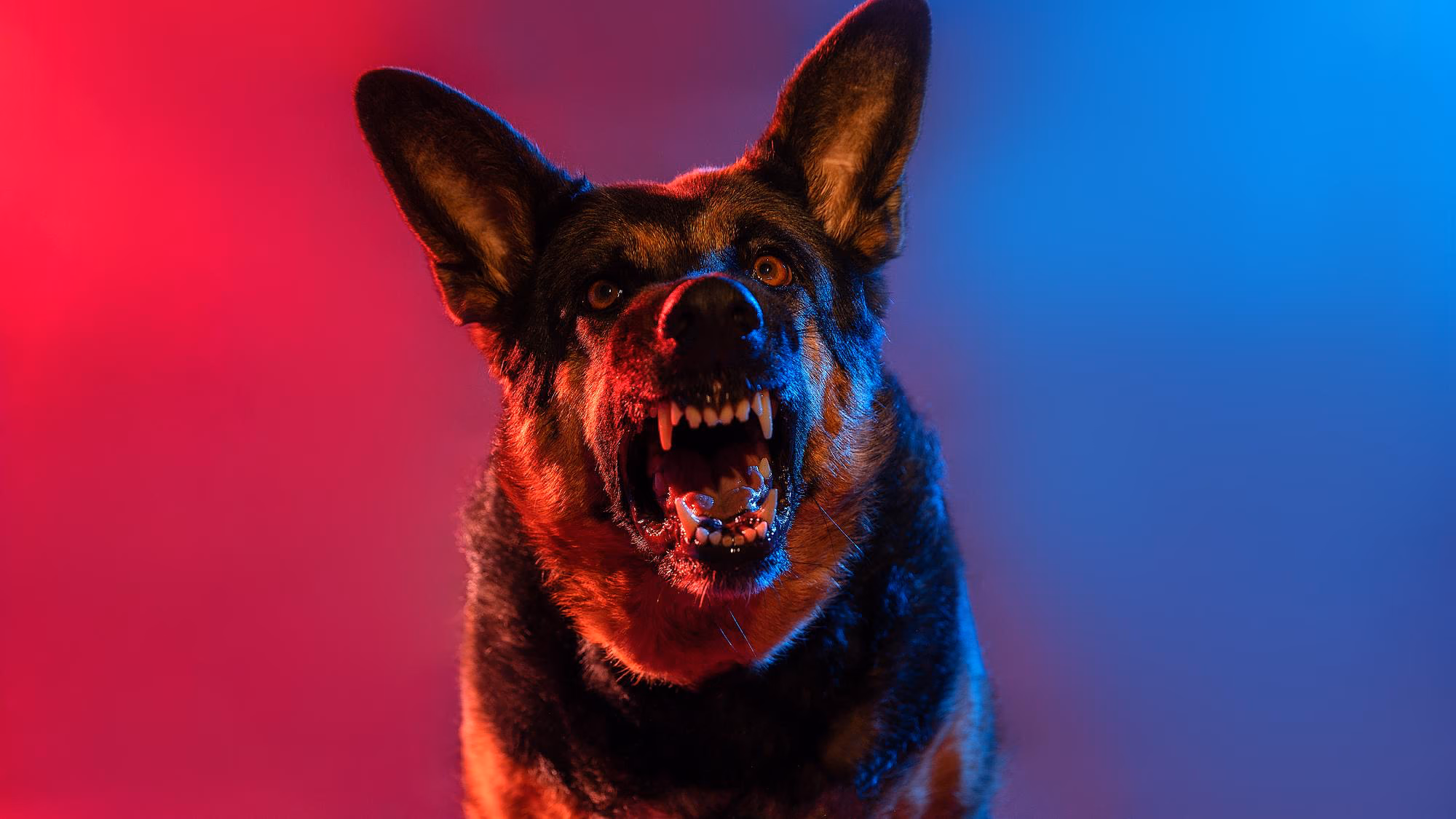 Angry dog with a red and blue background.