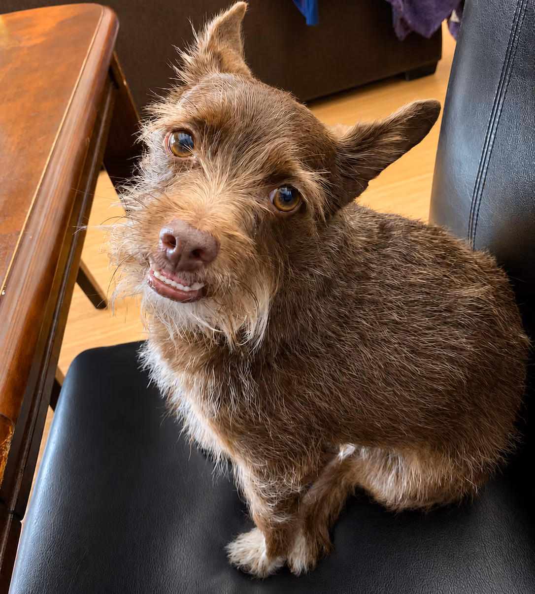 Kona the dog