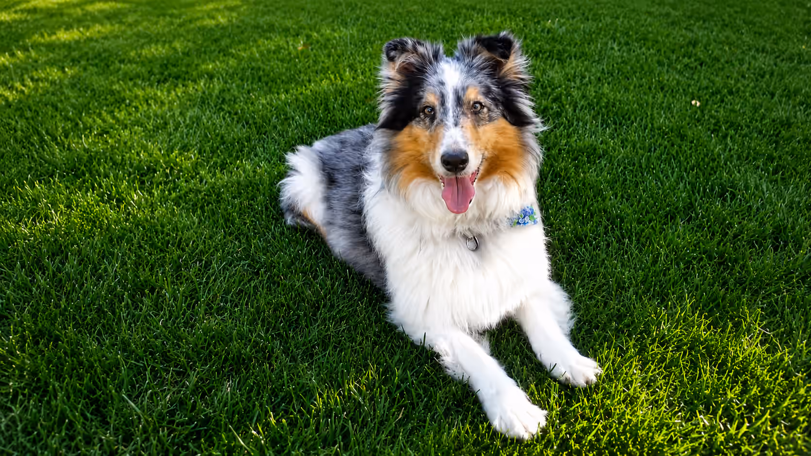Sylvan the Sheltie on grass